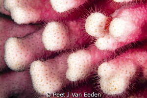 Cold water noble coral with a shrimp hiding away by Peet J Van Eeden 